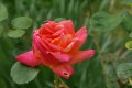 Première rose